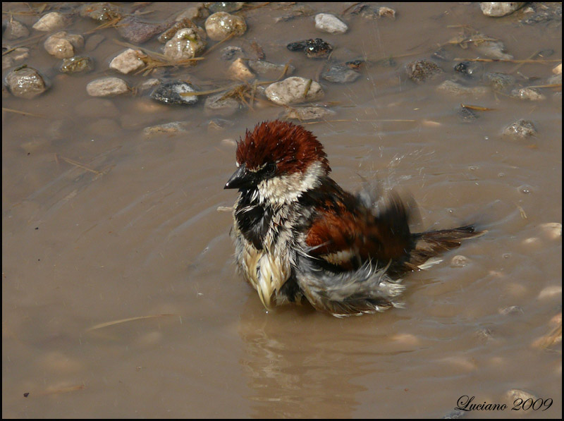 Il bagno del passero